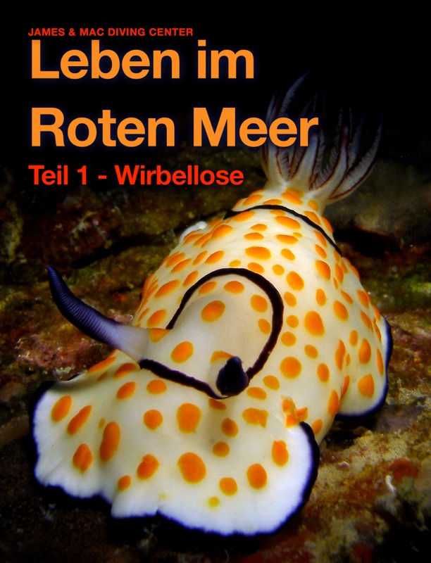 Leben im Roten Meer