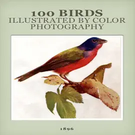Read: 100 Book Birds Illustrated By Color Photography