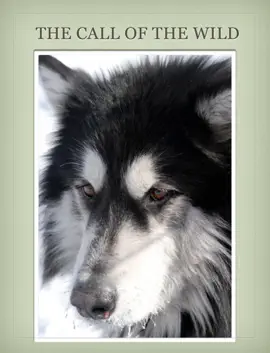 Read: Classic Read：The Call Book Of The Wild