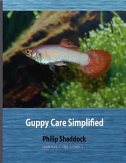 Guppy Care Simplified by Philip Shaddock