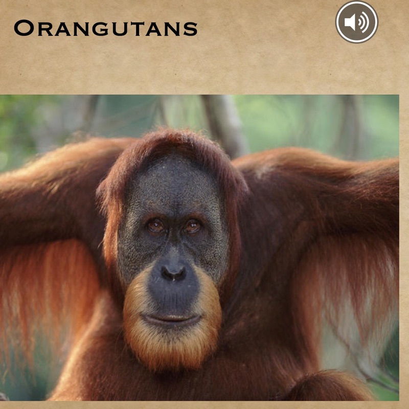Orangutans