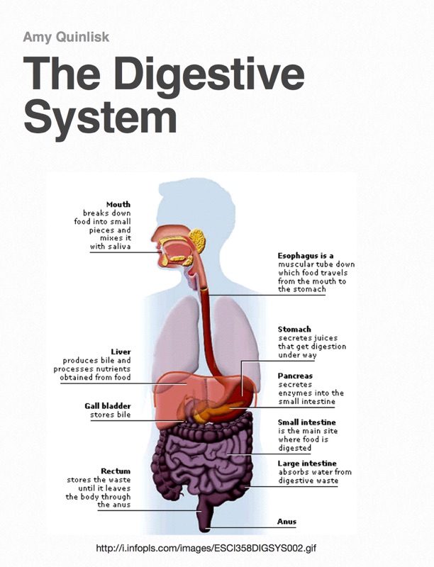 The Digestive System