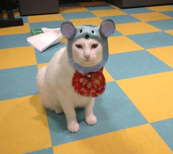 The Cat Diaries