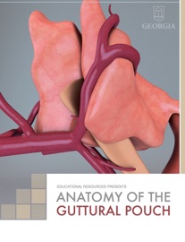 Anatomy of the Guttural Pouch - Educational Resources, University of Georgia