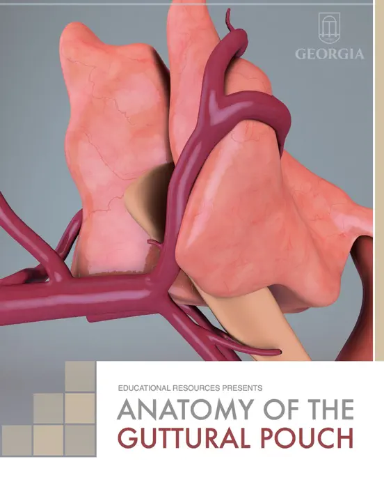 Anatomy of the Guttural Pouch