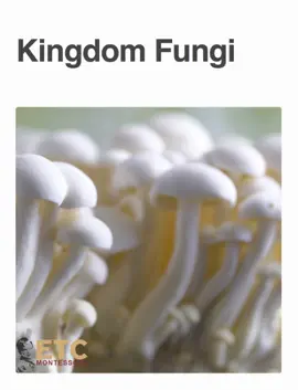 Kingdom Fungi