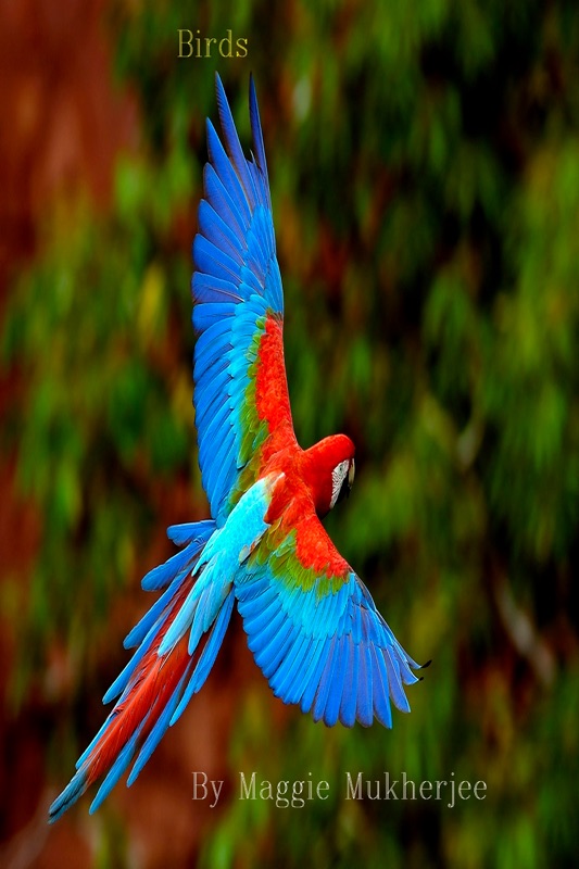 Birds