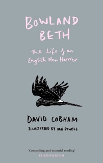 Bowland Beth by David Cobham