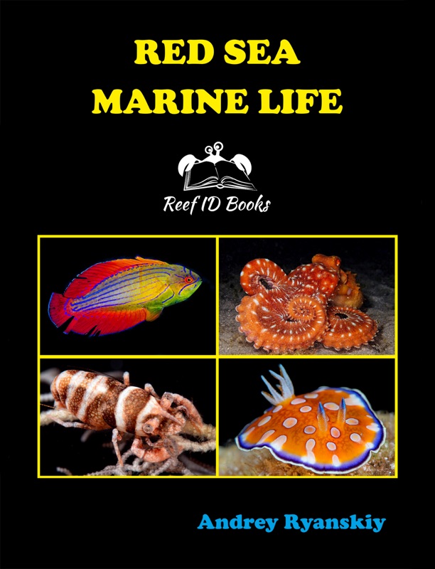 Red Sea Marine Life