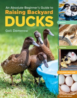 An Absolute Beginner's Guide to Raising Backyard Ducks by Gail Damerow