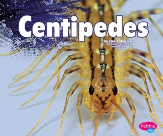 Centipedes by Lisa J. Amstutz