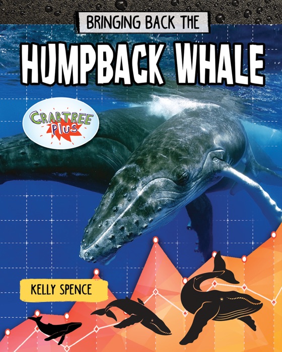 Bringing Back the Humpback Whale