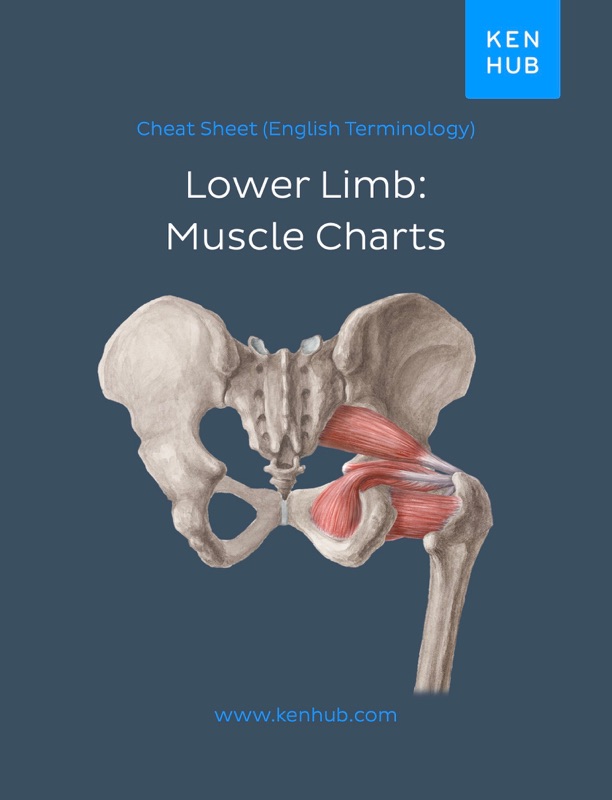 Lower Limb: Muscle Charts