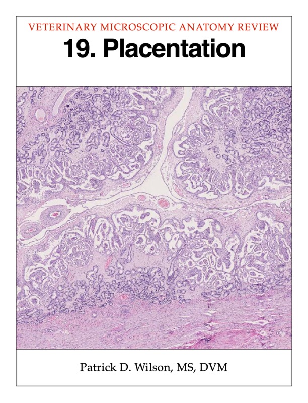 Placentation