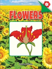 Flowers - Annette Whipple