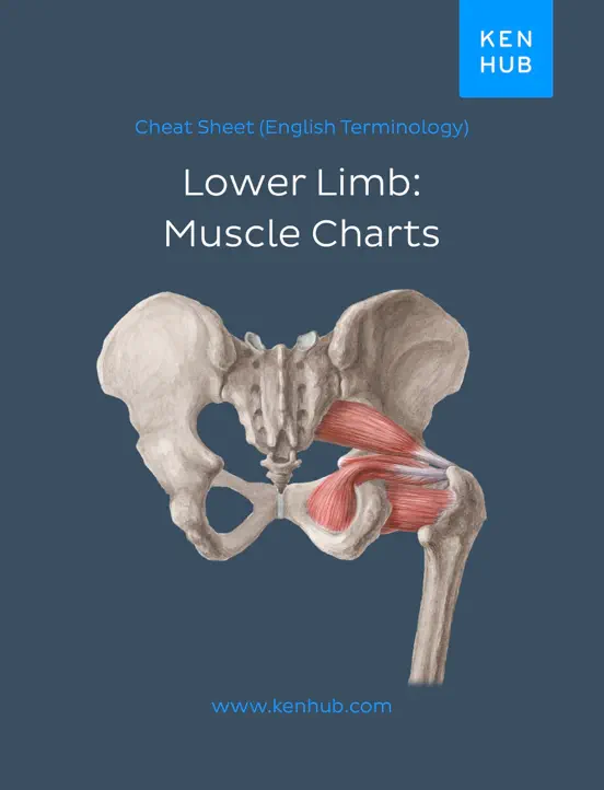Lower Limb: Muscle Charts