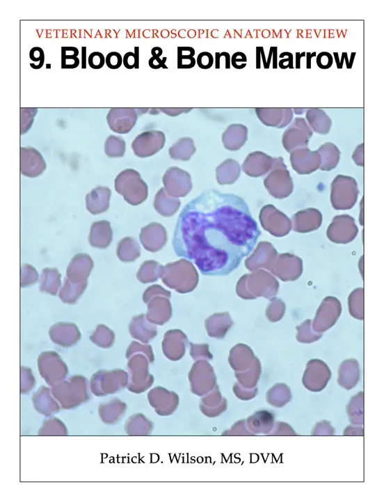 Blood & Bone Marrow