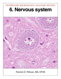 Nervous system - Patrick D. Wilson