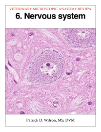 Nervous system