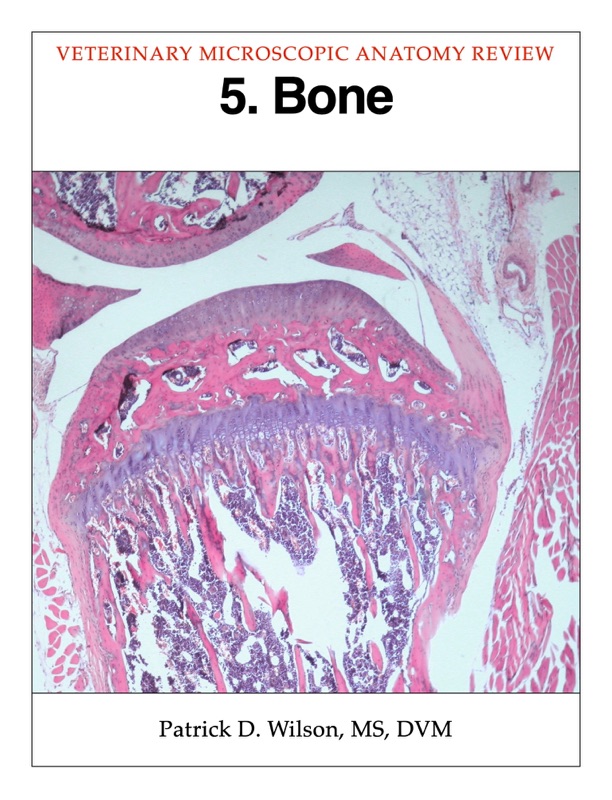 Bone