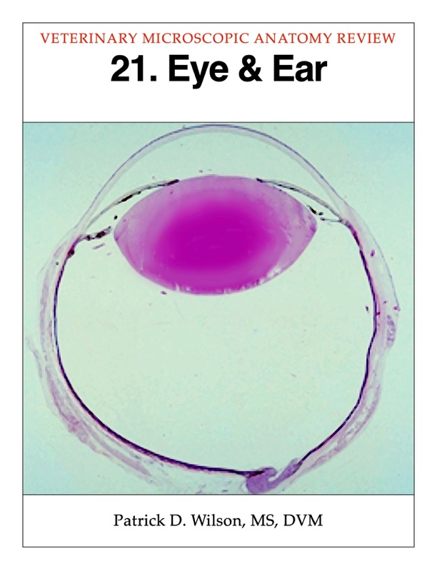 Eye & Ear