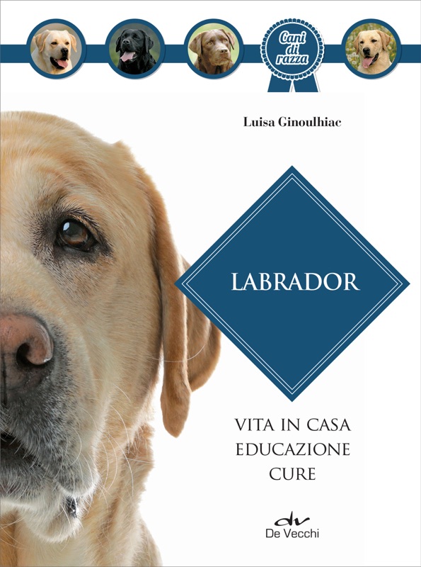 Labrador