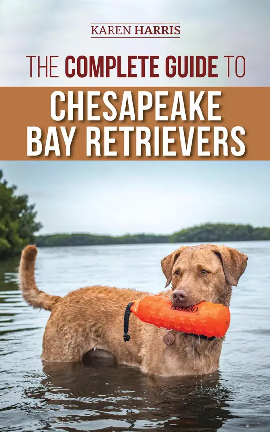 The Complete Guide to Chesapeake Bay Retrievers