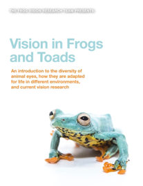 Vision in Frogs and Toads