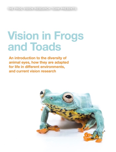 Vision in Frogs and Toads