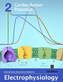 Cardiac Action Potentials - Educational Resources, University of Georgia