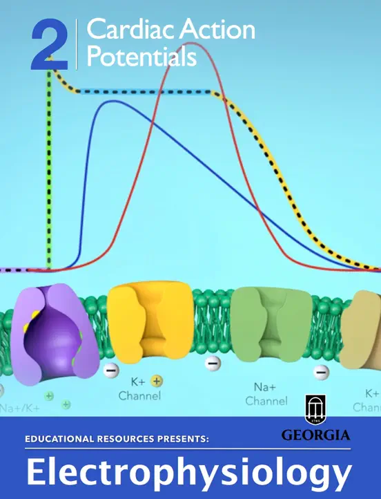 Cardiac Action Potentials