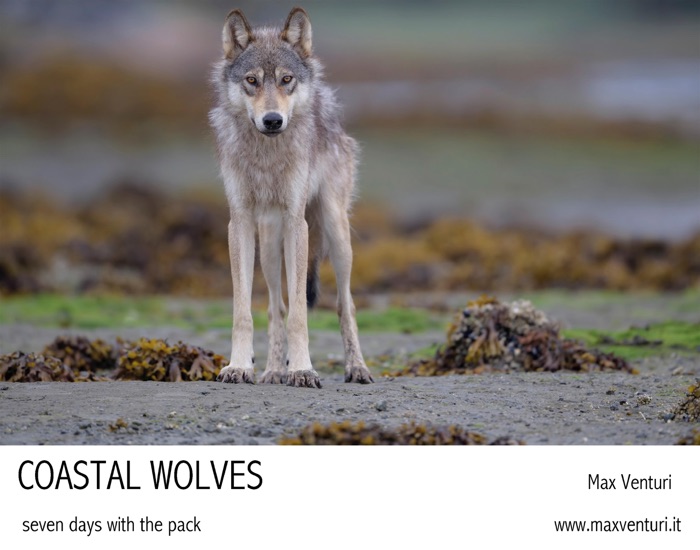 Coastal Wolves. Seven days with the pack