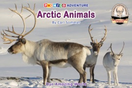 Arctic Animals