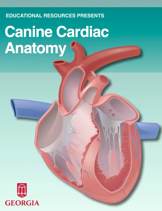 Canine Cardiac Anatomy