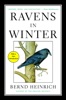 Book Ravens in Winter