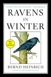 Ravens in Winter