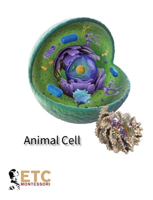 Animal Cell