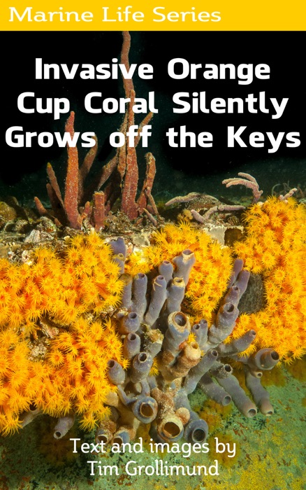 Invasive Orange Cup Coral Silently Grows off the Keys