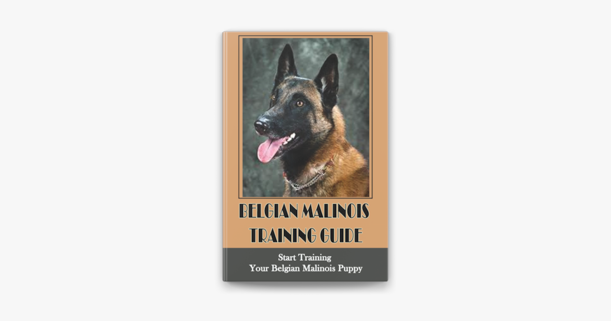 Your Complete Guide to Belgian Malinois