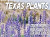 Book Texas Plants