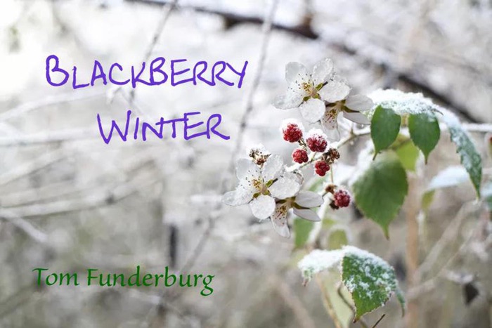 Blackberry Winter
