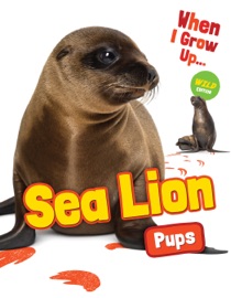 Sea Lion Pups
