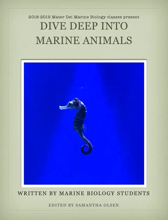 Dive Deep into Marine Animals