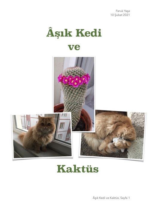 Âşık Kedi ve Kaktüs