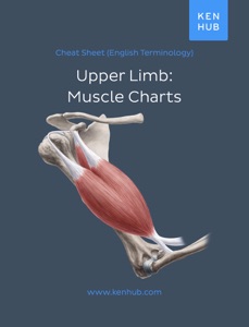 Upper Limb: Muscle Charts