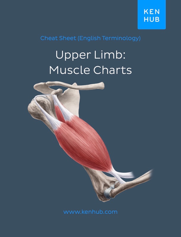 Upper Limb: Muscle Charts