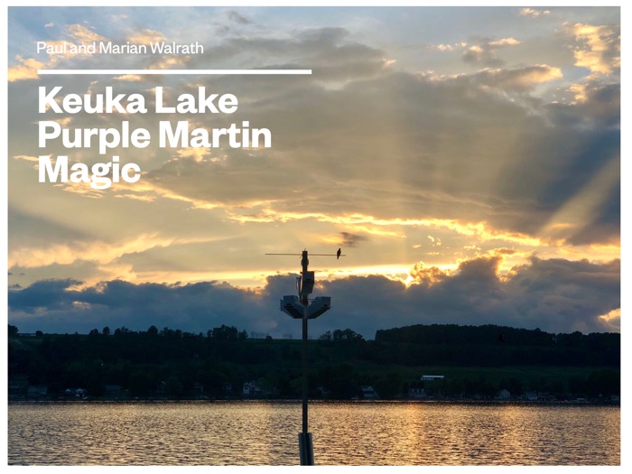 Keuka Lake Purple Martin Magic