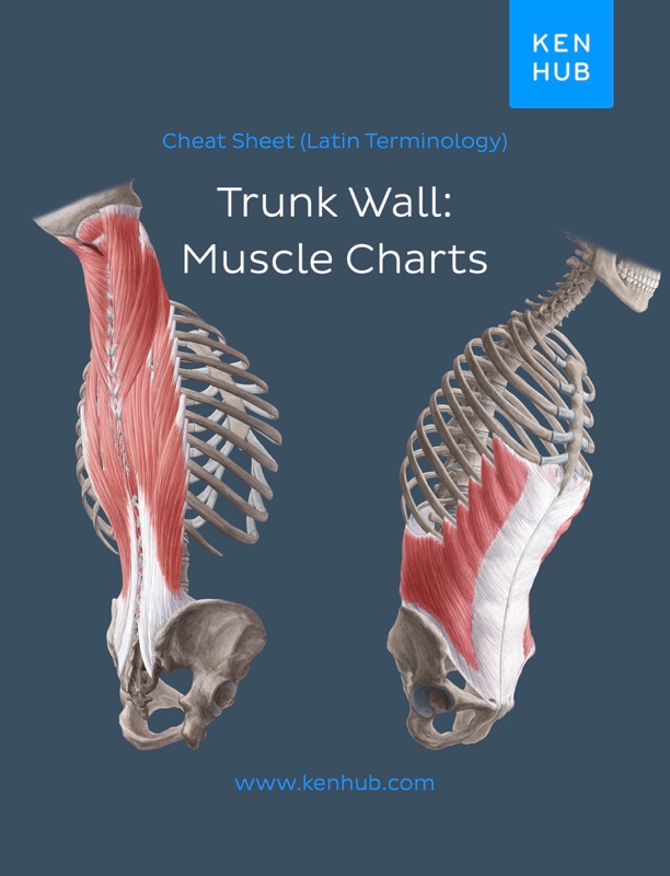 Trunk wall: Muscle Charts