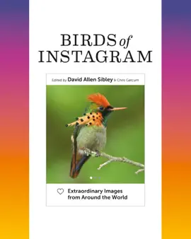 Birds of Instagram
