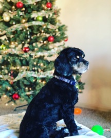 Finding Christmas Spirit - Adam Carter